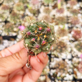 Gymnocalycium Tucavocense Cactus Rare Succulent Plant 1.5" - Succulents Depot