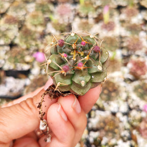 Gymnocalycium Tucavocense Cactus Rare Succulent Plant 1.5" - Succulents Depot