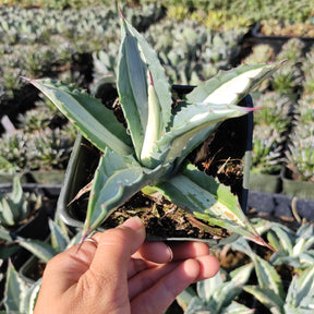 Agave americana 'Mediopicta Alba' Variegata Rare Succulent Plant Shown in 4" Square Pot - Succulents Depot