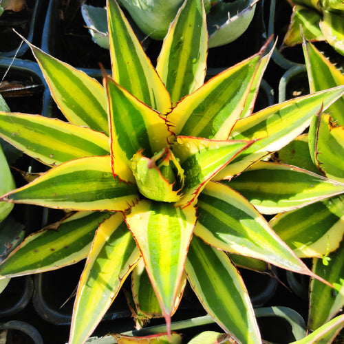 Agave lophantha 'Quadricolor' Goshikibandai