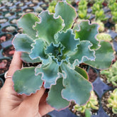 Echeveria 'Giant Blue'