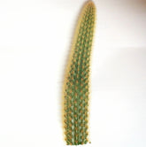 Cleistocactus winteri Golden Rat Tail - Succulents Depot