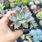 Graptopetalum paraguayense - Blue Haze