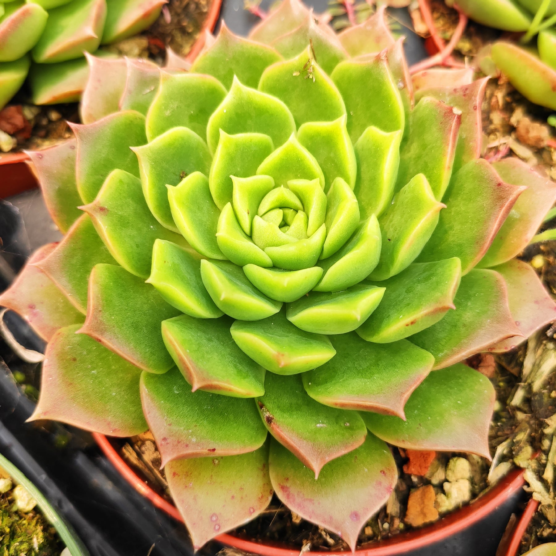 Echeveria 'Red Hole'