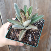 Kalanchoe tomentosa 'Chocolate Soldier'