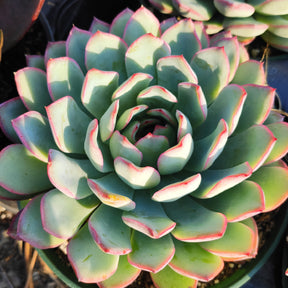 Echeveria 'Apus'