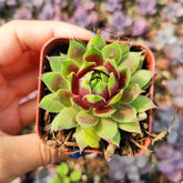 Sempervivum Chick Charms® Cranberry Cocktail™ - Succulents Depot