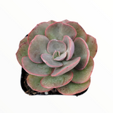 Echeveria Suyon