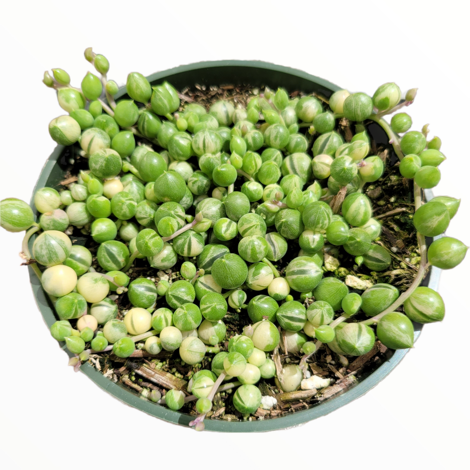 Succulent String of Pearls