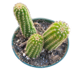 Chamaelobivia 'Rose Quartz' Peanut Cactus - Succulents Depot