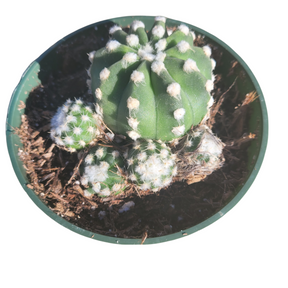 Echinopsis subdenudata 'Fuzzy Navel'