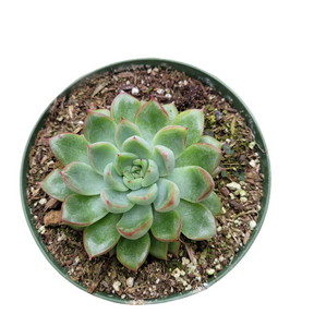 Echeveria mebina