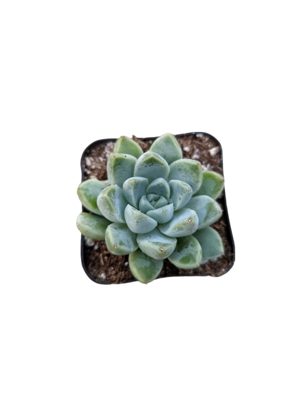 Echeveria elegans V. Albicans