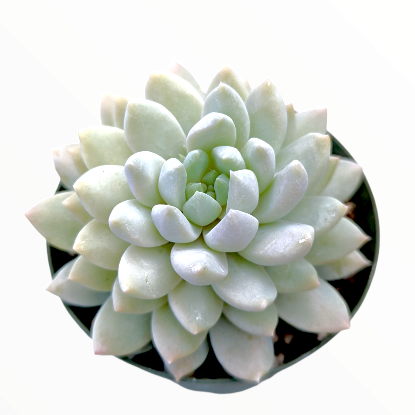 Echeveria Lilac Mist - Succulents Depot