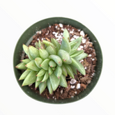 Echeveria agavoides 'White Wax'