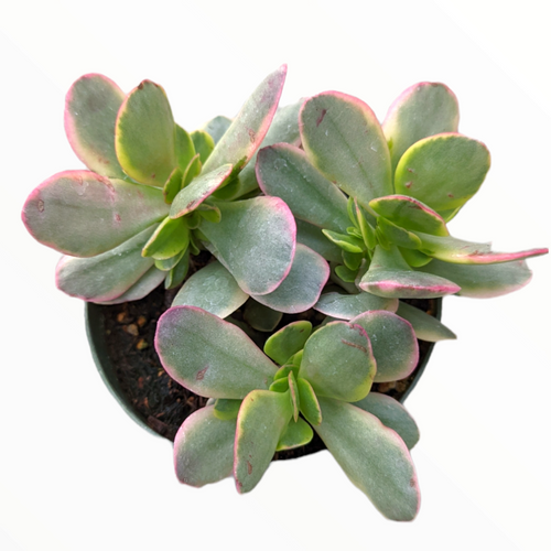 Crassula platyphylla f. Variegata