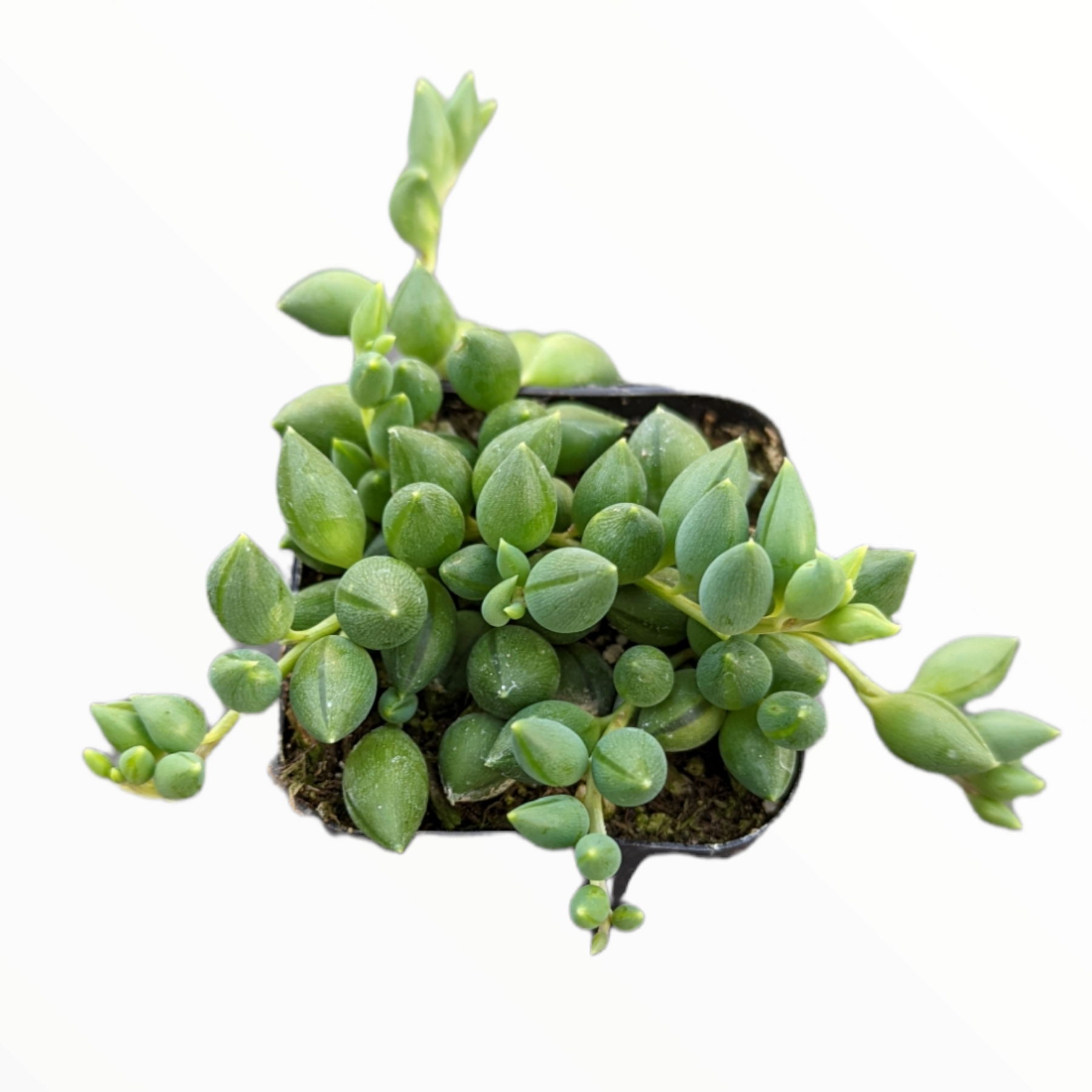 How to Care for String of Pearls Plant - Succulents Box®
