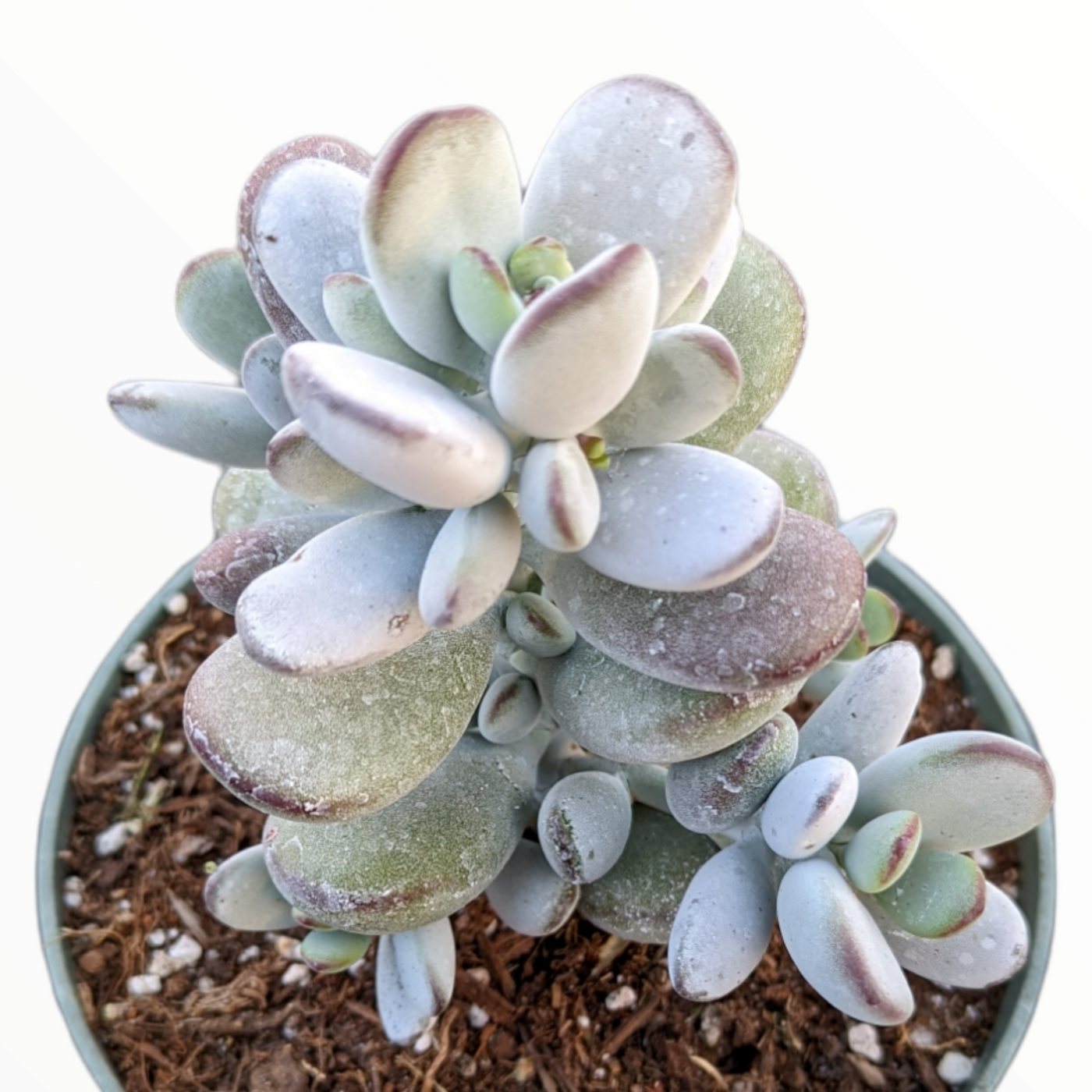 Cotyledon orbiculata 'Ping Pong' - Succulents Depot