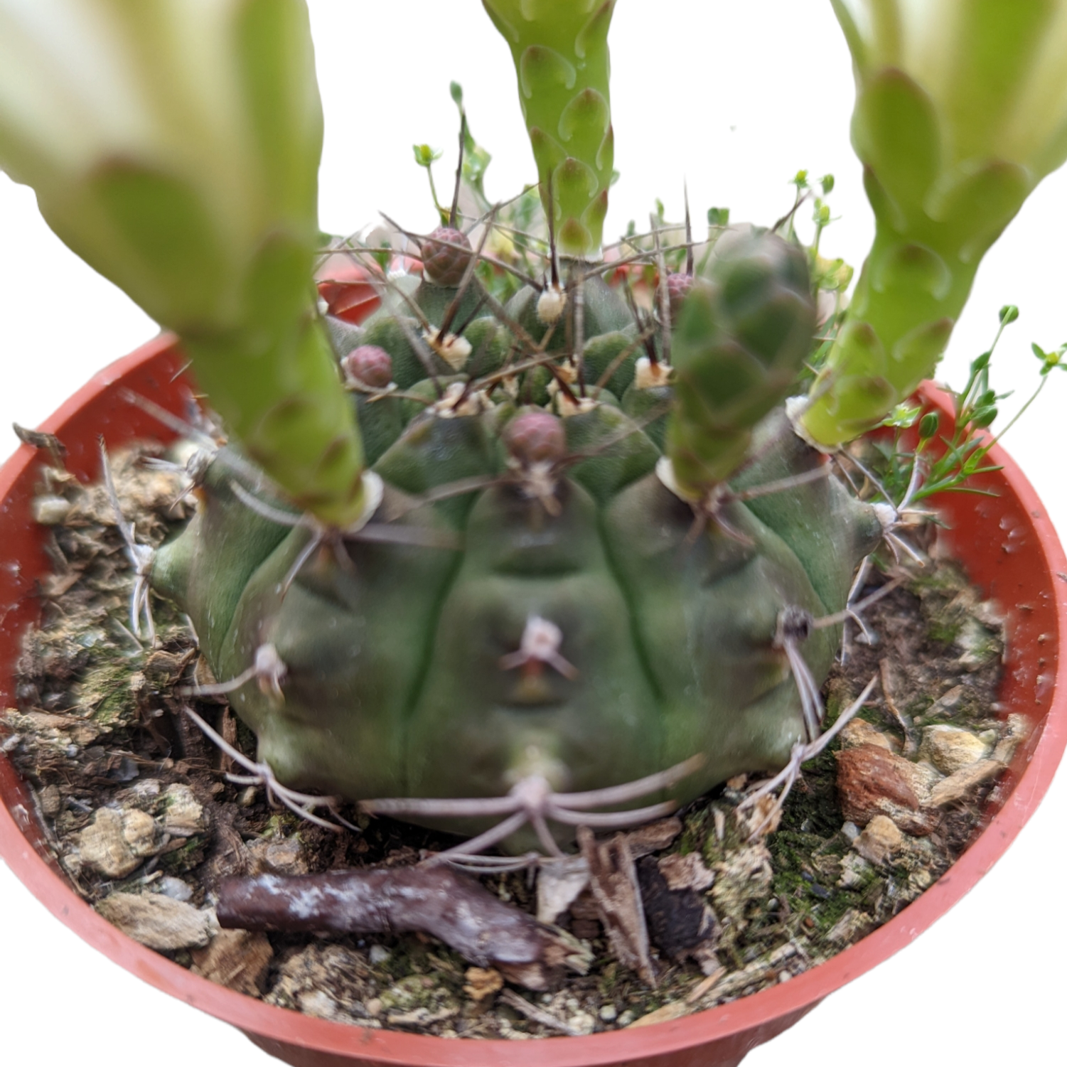 Gymnocalycium baldianum 'Dwarf Chin Cactus'