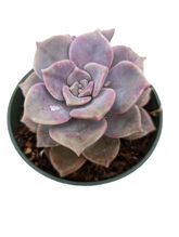 Graptopetalum 'Purple Delight'