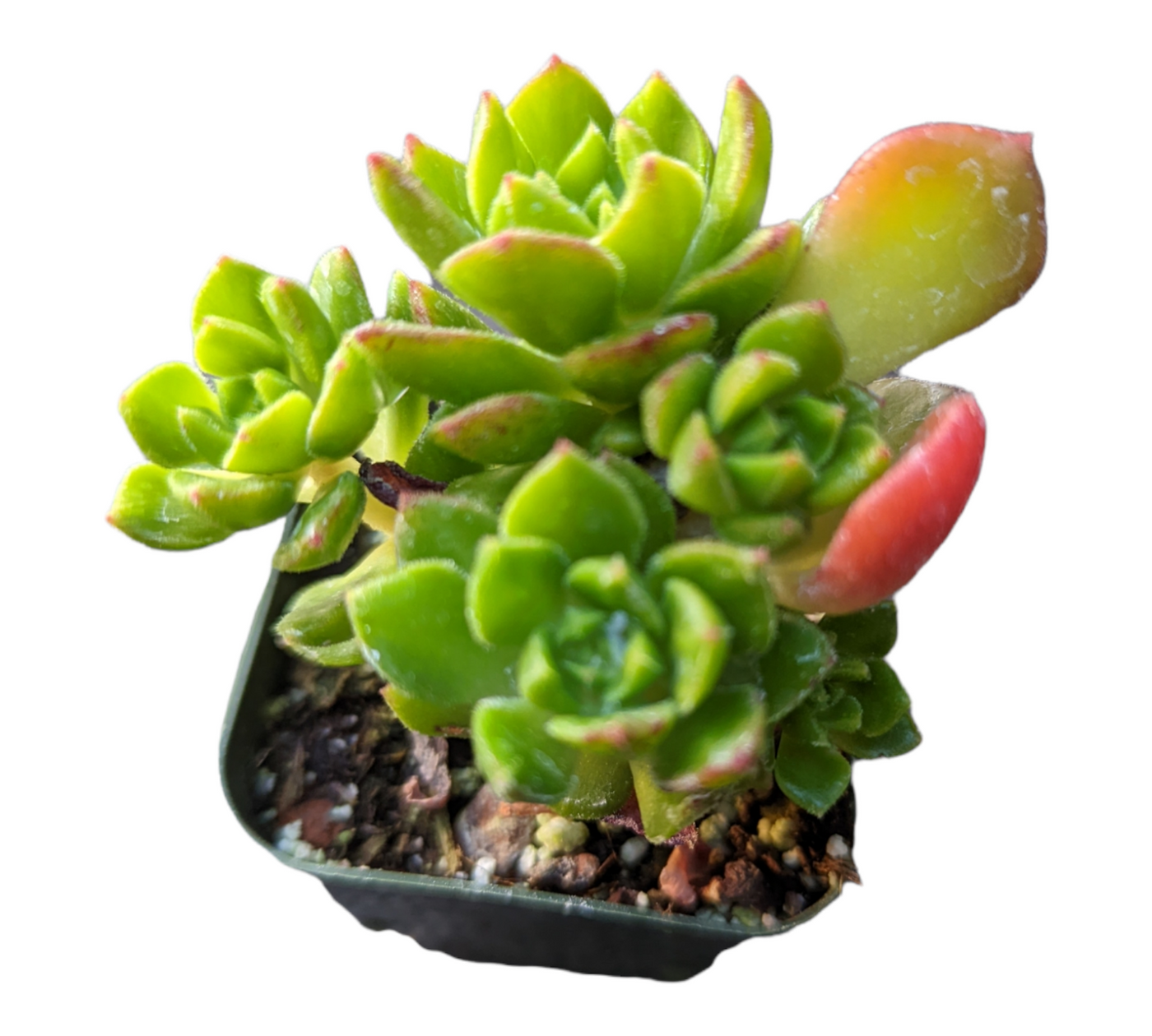 Sedeveria 'Letizia'