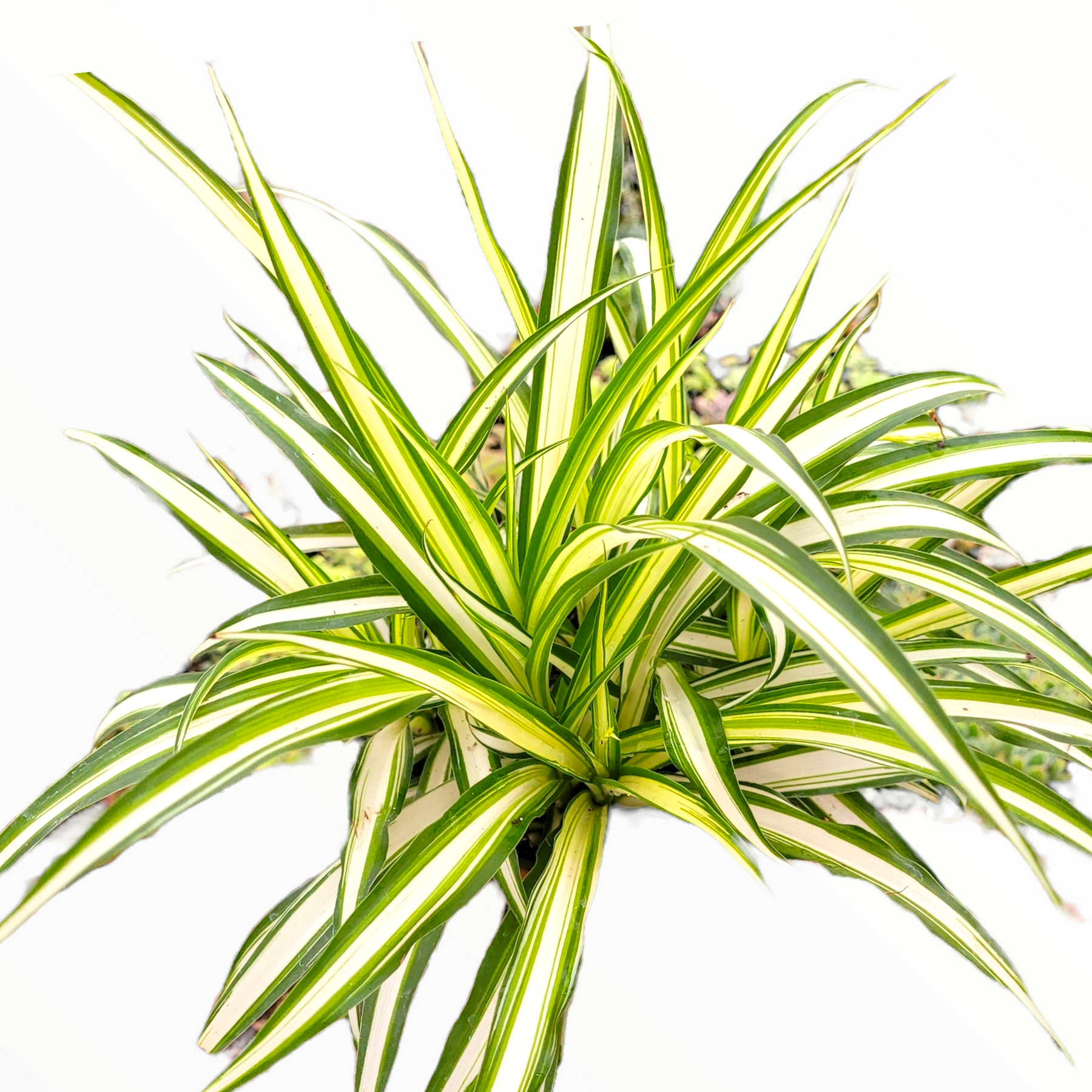 How to Grow and Care For Spider Plants - A Beautiful Mess