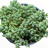 Cotyledon pendens 'Cliff Cotyledon' - Succulents Depot