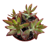 Sedum adolphii 'Firestorm' - Succulents Depot