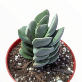 Crassula 'Ivory Tower'