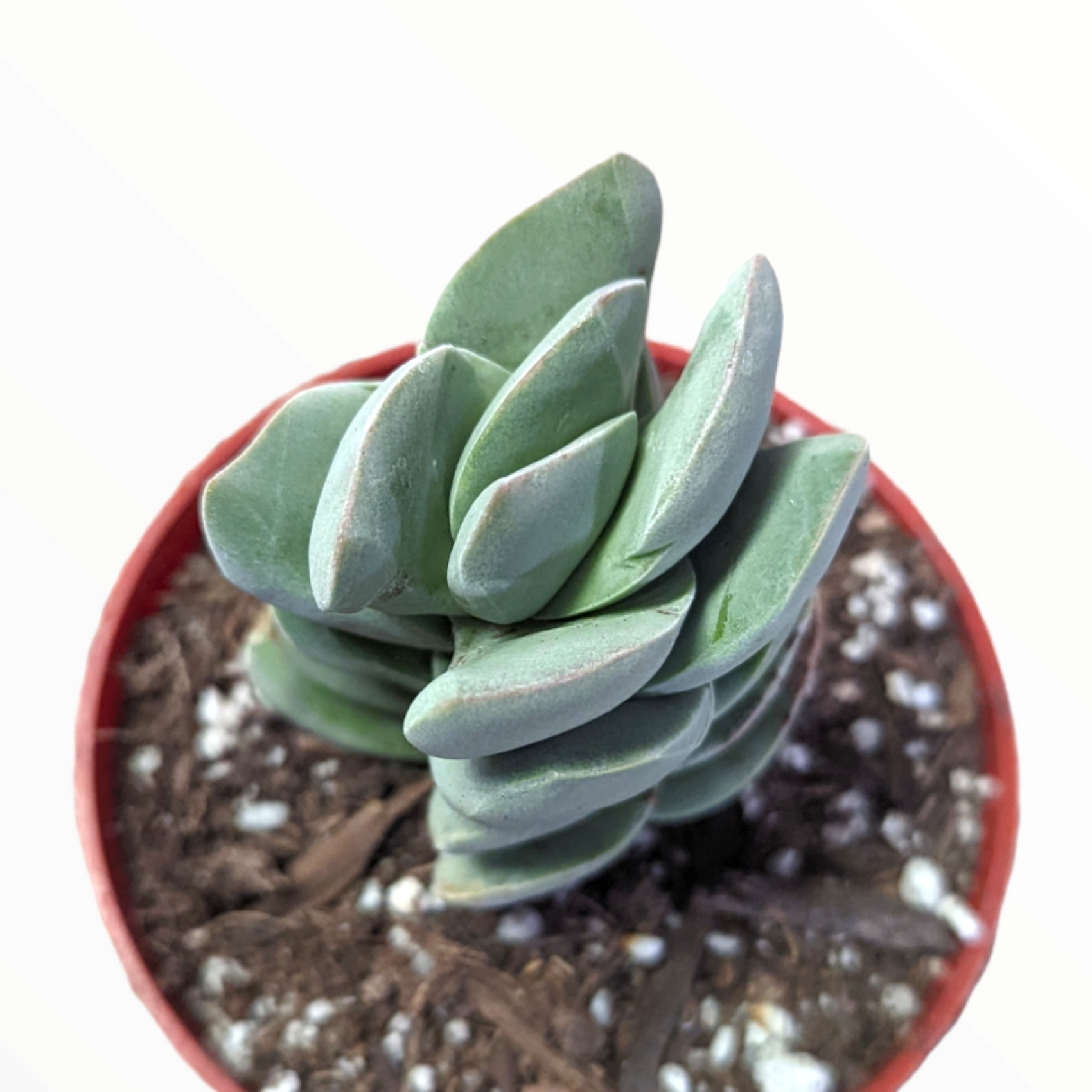 Crassula 'Ivory Tower'