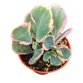 Kalanchoe fedtschenkoi Variegata