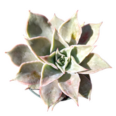 Echeveria madiba