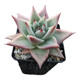 Echeveria agavoides Sp