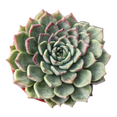 Echeveria  masoho