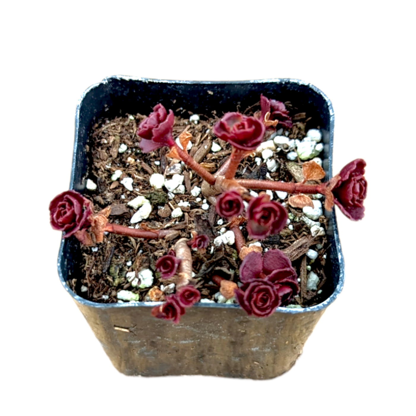 Sedum spurium 'Dragon's Blood' - Succulents Depot