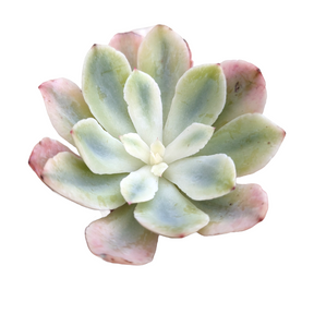 Echeveria holwayi Variegata