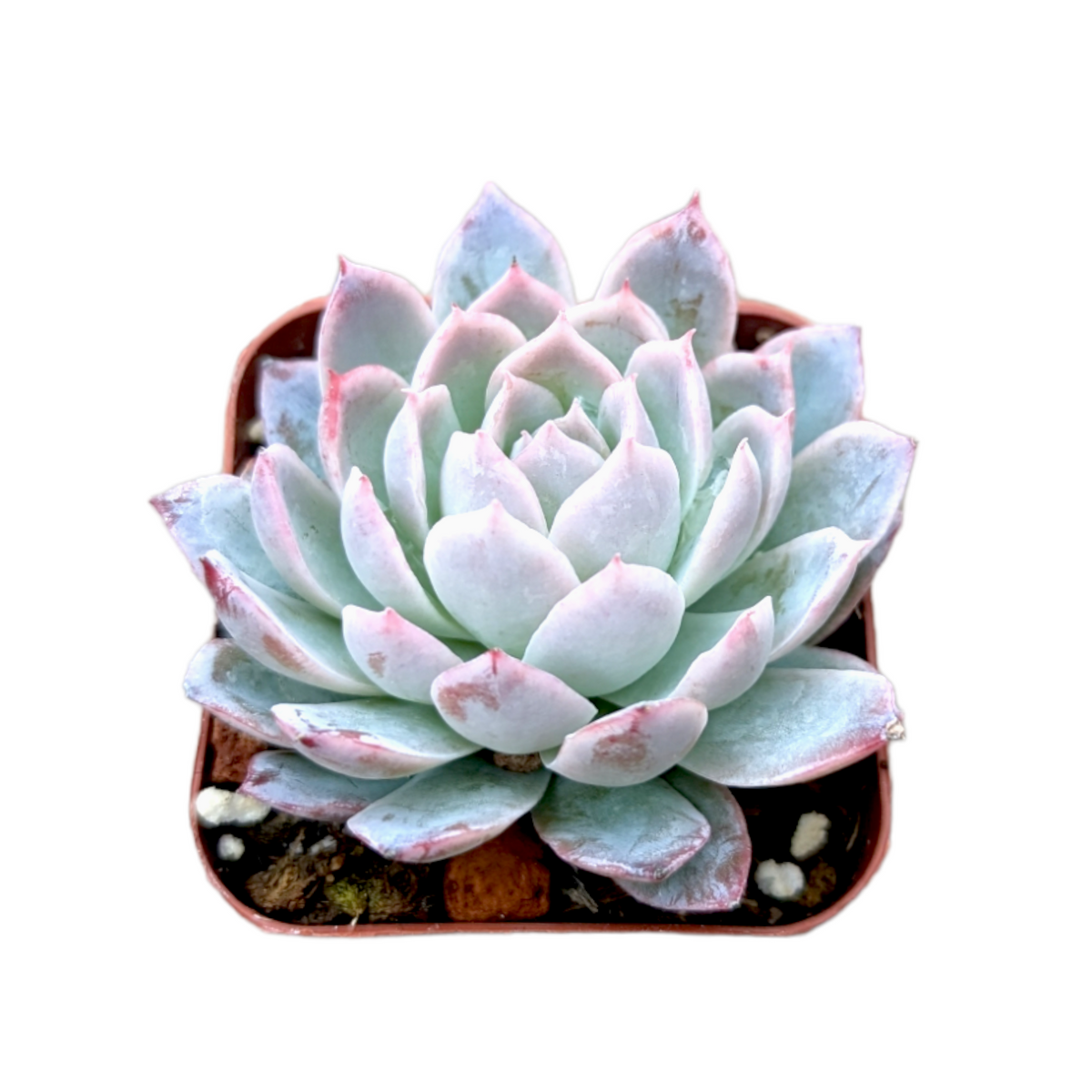 Echeveria 'Violet Queen' -