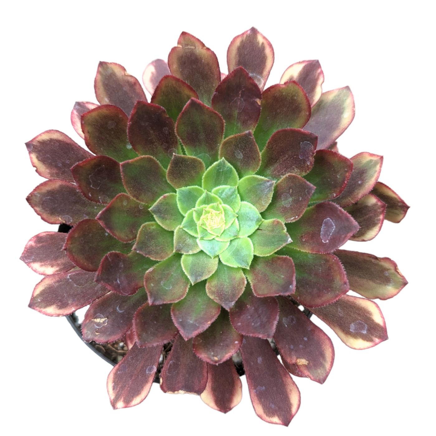 Aeonium 'Fiesta' - Succulents Depot