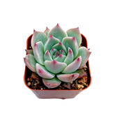 Echeveria colorata