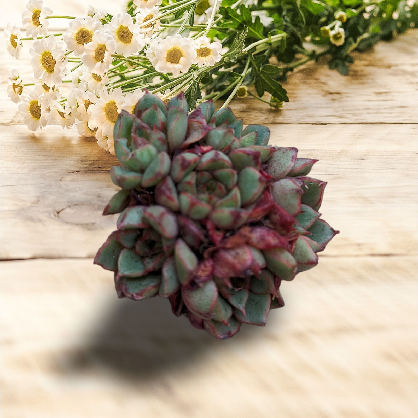 Echeveria Bloody