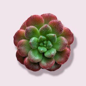 Echeveria Carol