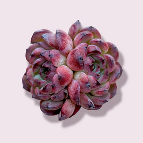 Echeveria Marcel