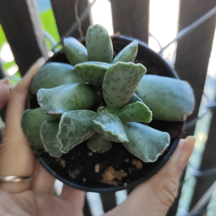 Adromischus cooperi - Plover Eggs Plant