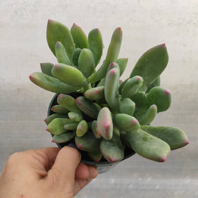 Pachyveria ‘Jewel Tone’ - Succulents Depot