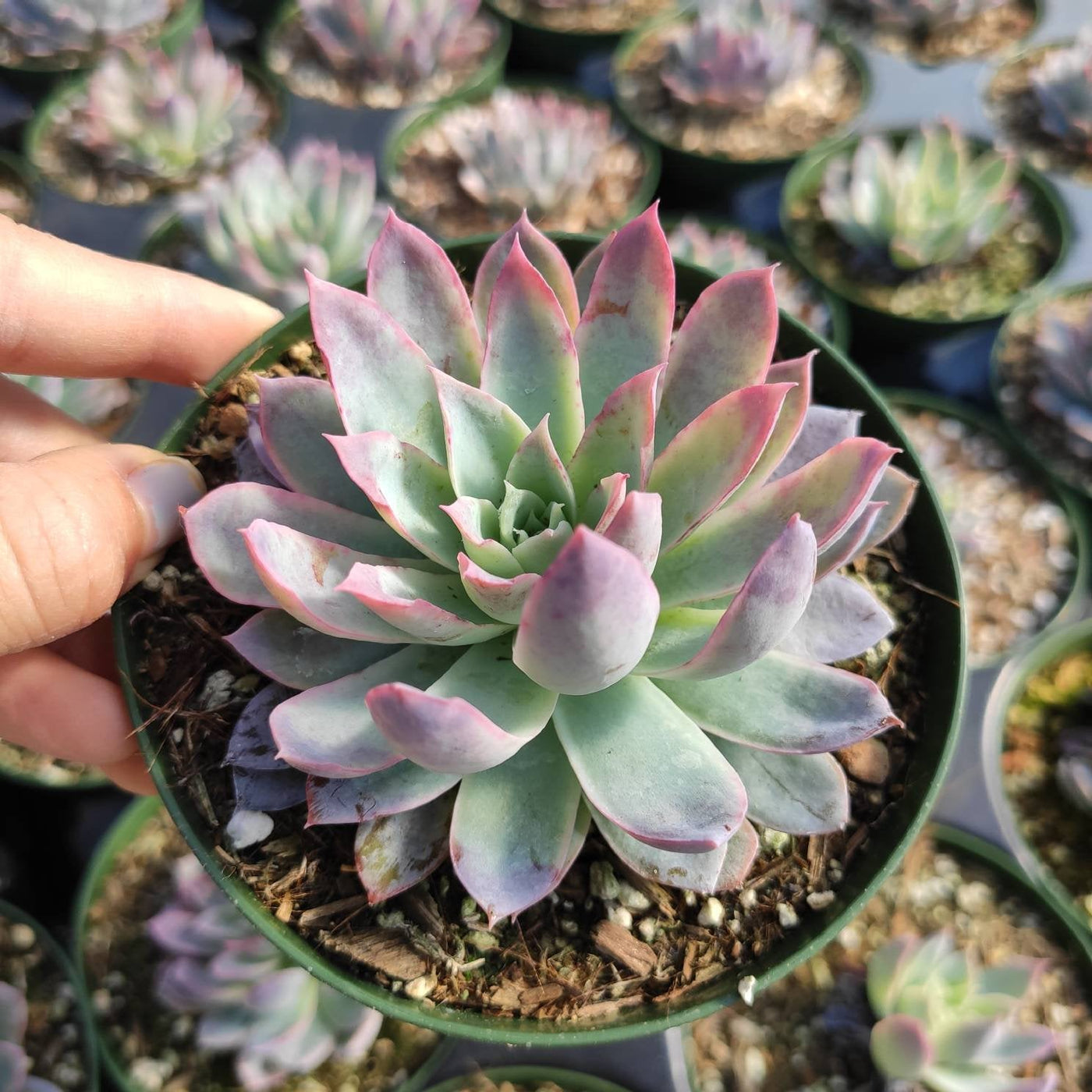 Echeveria 'Violet Queen'