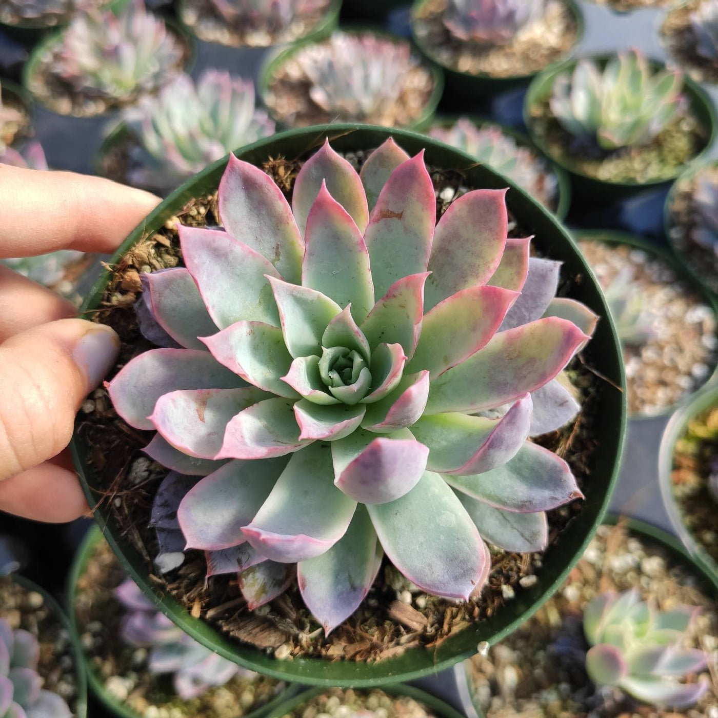 Echeveria 'Violet Queen'