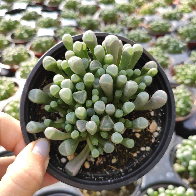 Fenestraria rhopalophylla 'Baby Toes'