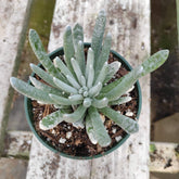 Senecio scaposus - Succulents Depot