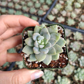 Echeveria Lilac Mist - Succulents Depot