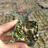 Ledebouria ovatifolia ‘Silver Squill’ - Succulents Depot